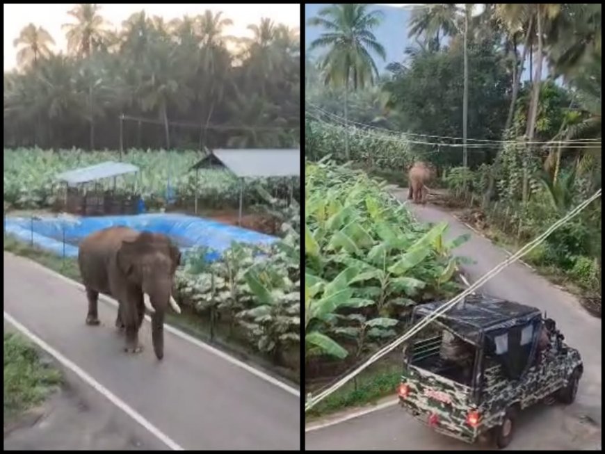 நடைப் பயிற்சிக்கு செல்வது போன்று ஒய்யாரமாக நடந்து செல்லும் சிறுவாணி காட்டு ராஜா